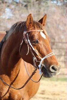 jument QH 12 ans