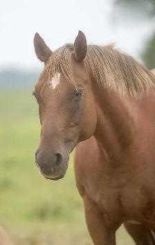 jument QH 12 ans - Photo 2