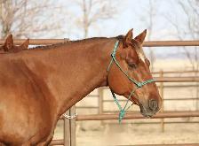jument QH 12 ans - Photo 3