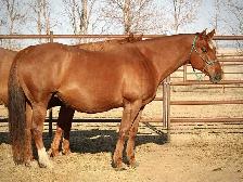 jument QH 12 ans - Photo 4