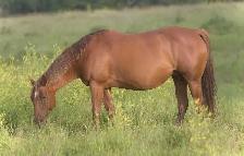 jument QH 12 ans - Photo 5