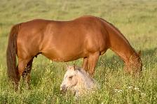 jument QH 12 ans - Photo 6