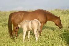 jument QH 12 ans - Photo 7