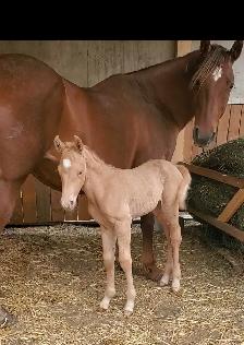 jument QH 12 ans - Photo 8