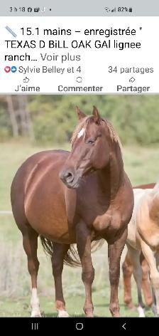 jument QH 12 ans - Photo 9