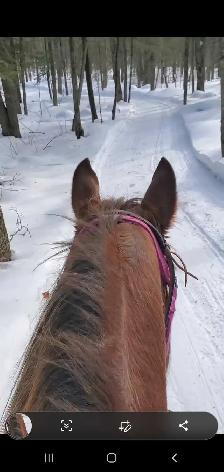 jument QH 12 ans - Photo 10