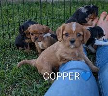 King Charles Cavalier puppies! Beautiful colors!
