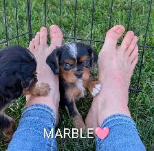 King Charles Cavalier puppies! Beautiful colors! - Photo 2