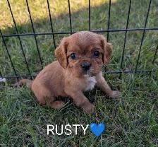 King Charles Cavalier puppies! Beautiful colors! - Photo 3