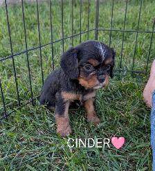 King Charles Cavalier puppies! Beautiful colors! - Photo 4