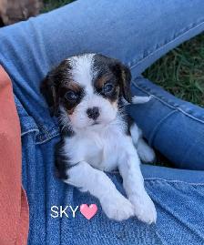 King Charles Cavalier puppies! Beautiful colors! - Photo 5