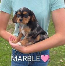 King Charles Cavalier puppies! Beautiful colors! - Photo 6