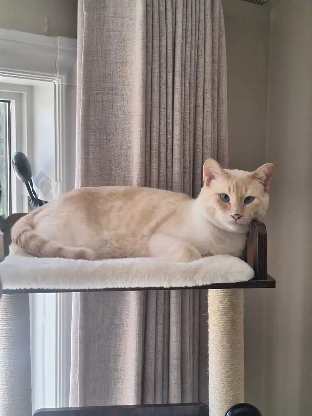 Siamois Flame-point castré