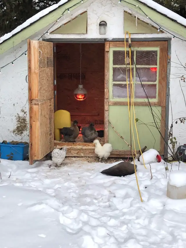 Searching for Bantam Hens or Pullets