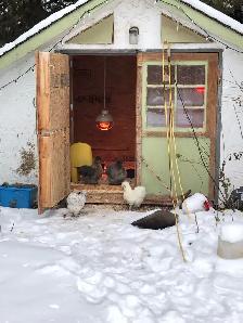 Searching for Bantam Hens or Pullets