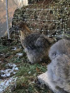 Searching for Bantam Hens or Pullets - Photo 2