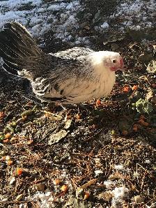 Searching for Bantam Hens or Pullets - Photo 3