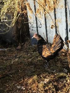 Searching for Bantam Hens or Pullets - Photo 4