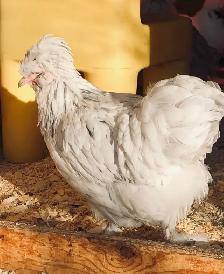 Searching for Bantam Hens or Pullets - Photo 5