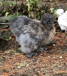 Searching for Bantam Hens or Pullets - Photo 6