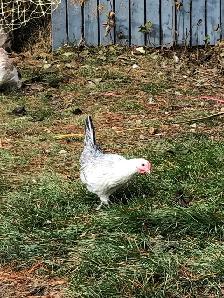 Searching for Bantam Hens or Pullets - Photo 7