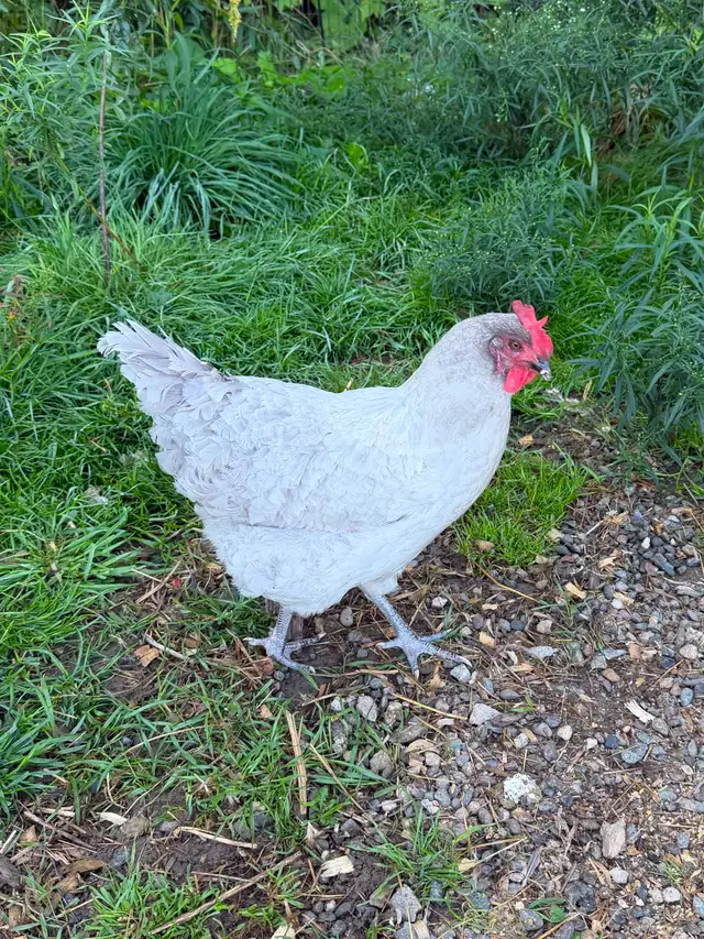 Jeune coq orpington lavande