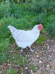 Jeune coq orpington lavande