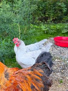Jeune coq orpington lavande - Photo 2