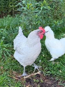 Jeune coq orpington lavande - Photo 3