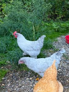 Jeune coq orpington lavande - Photo 4