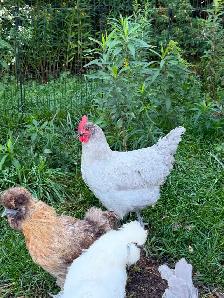 Jeune coq orpington lavande - Photo 5