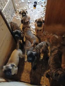 Puppies for Sale
