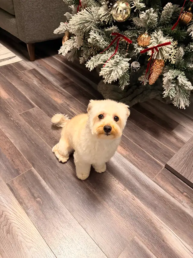 Loving Home Needed for Nala