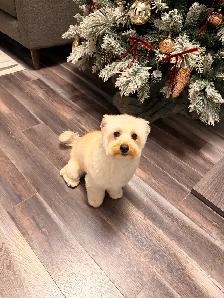 Loving Home Needed for Nala