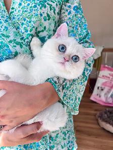 British Shorthair Colorpoint Kitten /Blue Eyes/ LaMajeur Cattery - Photo 5