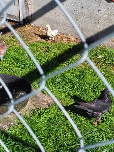 Pigeons for Sale