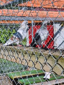 Pigeons for Sale - Photo 2