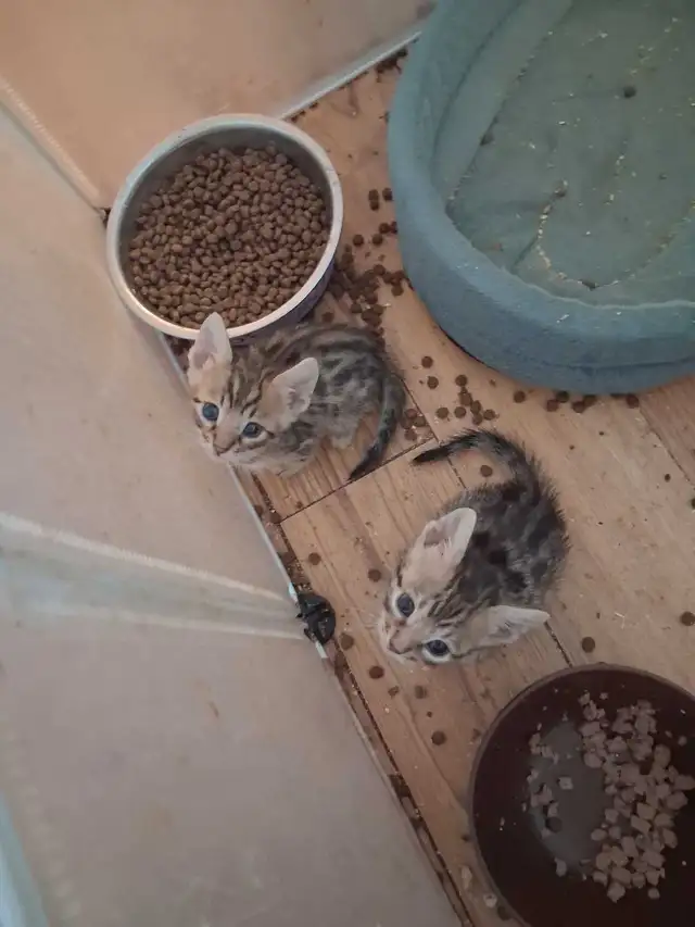 chaton bengal pure race
