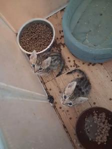 chaton bengal pure race