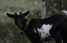 Nigerian dwarf goats