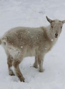 Nigerian dwarf goats - Photo 2