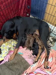 Gorgeous European Doberman Puppies