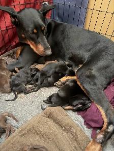 Gorgeous European Doberman Puppies - Photo 2
