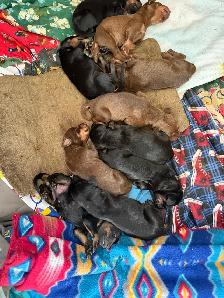 Gorgeous European Doberman Puppies - Photo 3