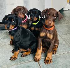Gorgeous European Doberman Puppies - Photo 4