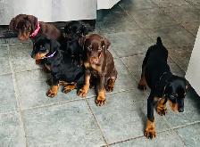 Gorgeous European Doberman Puppies - Photo 5