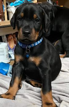 Gorgeous European Doberman Puppies - Photo 6