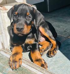 Gorgeous European Doberman Puppies - Photo 7
