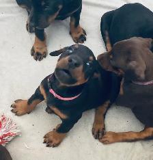 Gorgeous European Doberman Puppies - Photo 8