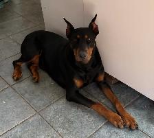 Gorgeous European Doberman Puppies - Photo 9
